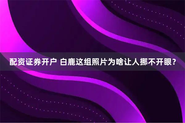 配资证券开户 白鹿这组照片为啥让人挪不开眼？